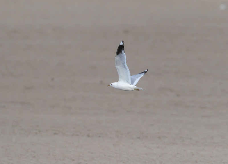 Fiskmås / Mew Gull