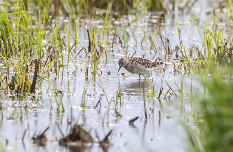 Grönbena / Wood Sandpiper