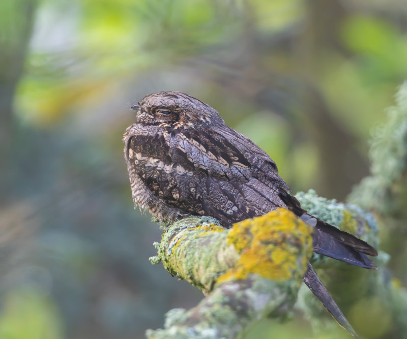 Nattskrra / European Nightjar