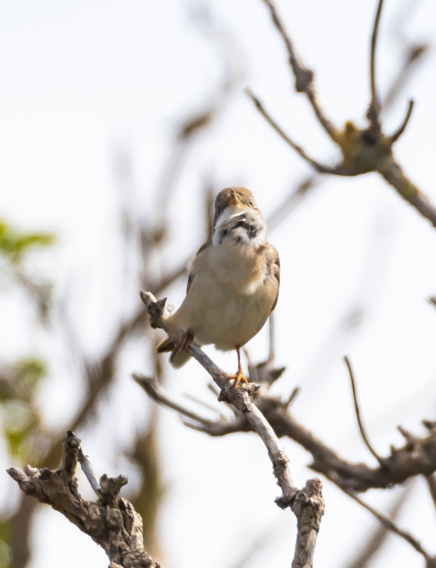 Ärtsångare / Lesser Whitethroat