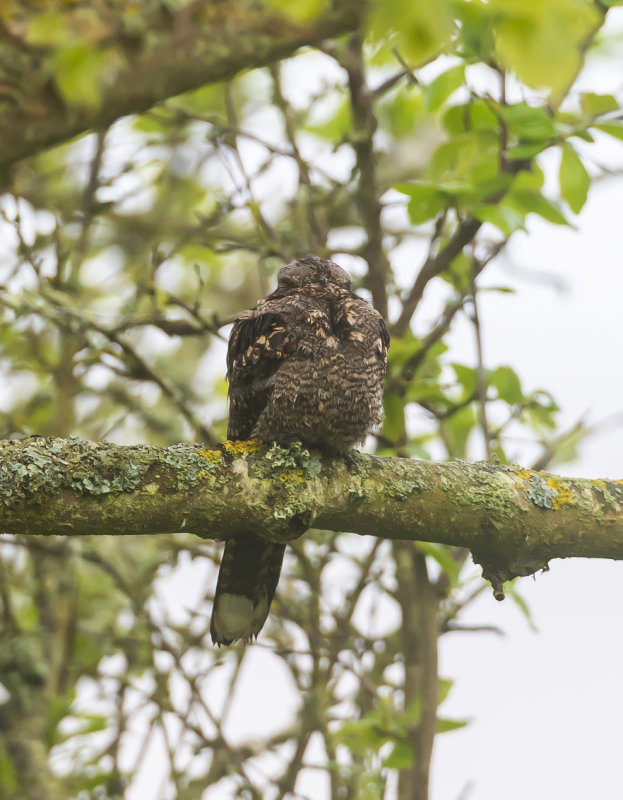 Nattskärra / European Nightjar