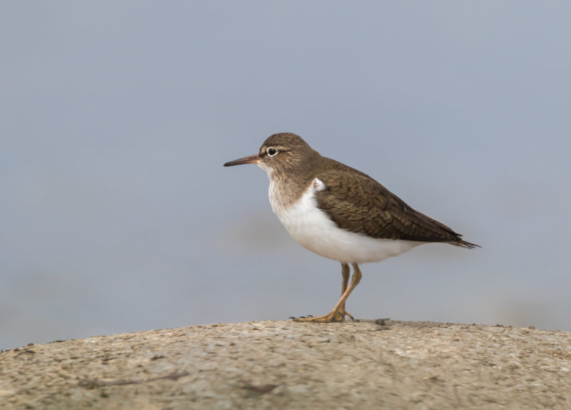 Drillsnäppa / Common Sandpiper