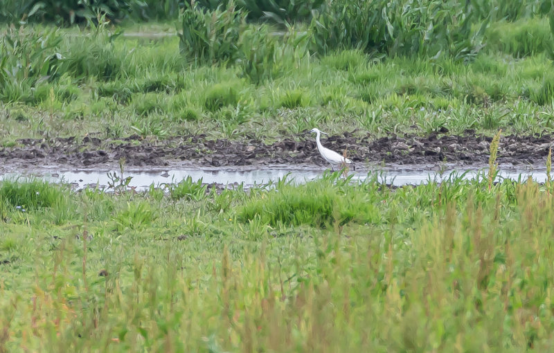 Silkeshäger / Little Egret