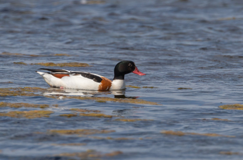 Gravand / Common Shelduck