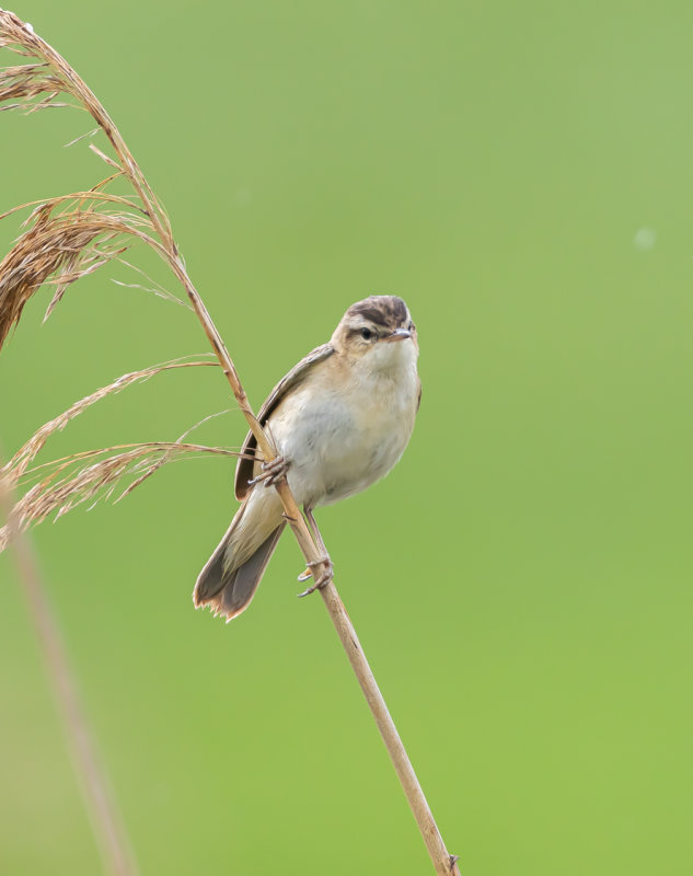 Sävsångare / Sedge Warbler