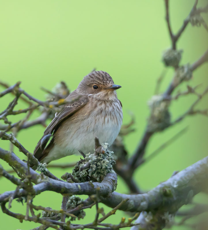 Grå flugsnappare / Spotted Flycatcher