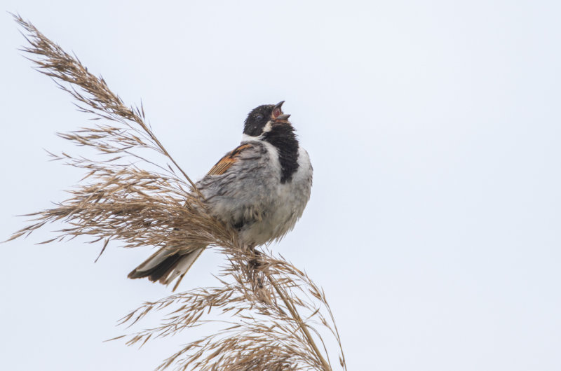 Sävsparv / Common Reed Bunting