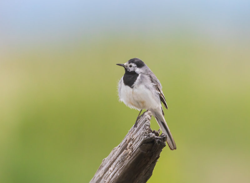 Sädesärla / White Wagtail