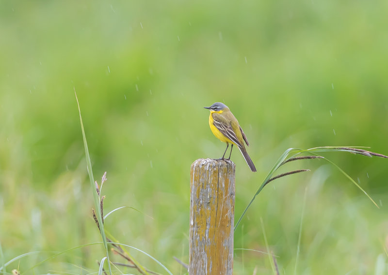Gulärla / Yellow Wagtail