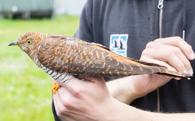 Gök / Common Cuckoo