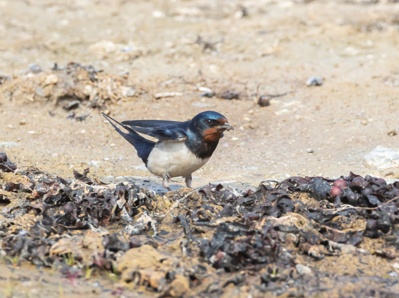 Ladusvala / Barn Swallow