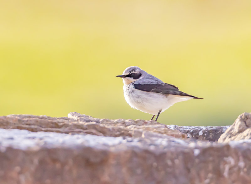 Stenskvtta / Northern Wheatear / Male