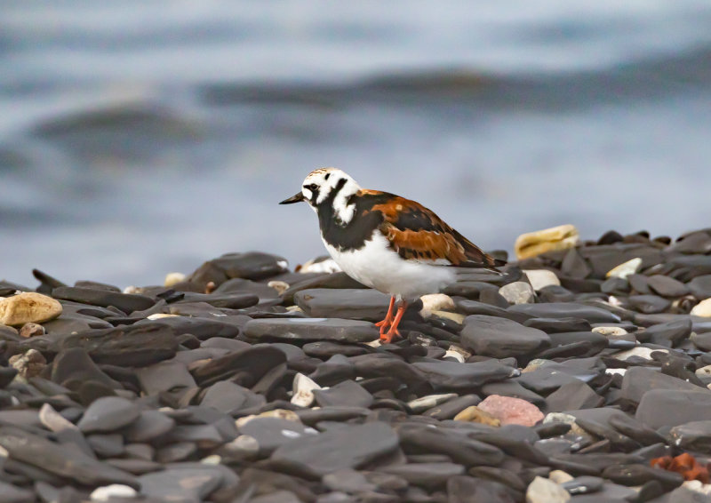 Roskarl / Ruddy Turnstone