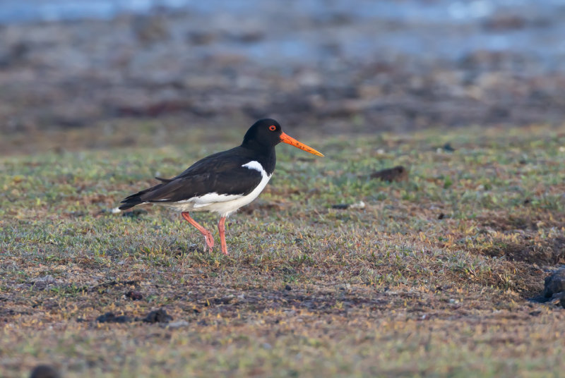 Strandskata / Oystercatcher