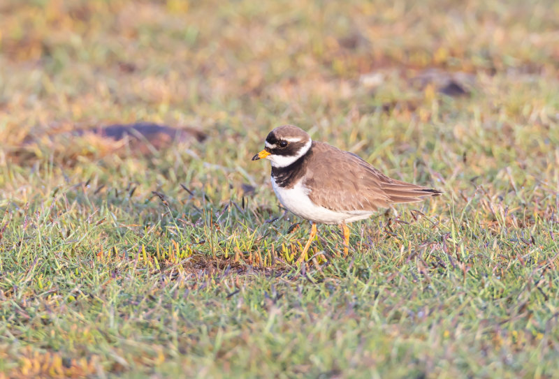 Större strandpipare / Common Ringed Plover