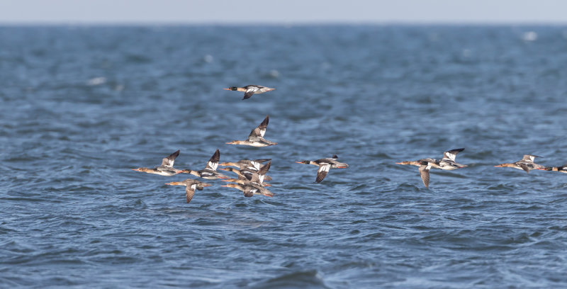 Småskrake / Red-breasted Merganser