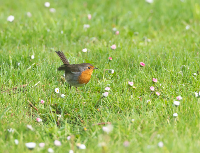 Rödhake / European Robin