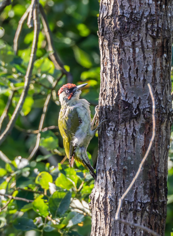 Grngling / European Green Woodpecker  o juv