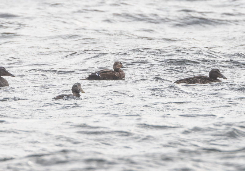 Alfrrdare / Stellers Eider