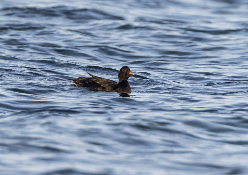Sjorre / Common Scoter