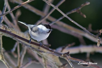 Talltita / Willow Tit