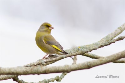 Grnfink / European Greenfinch