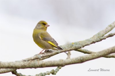 Grnfink / European Greenfinch