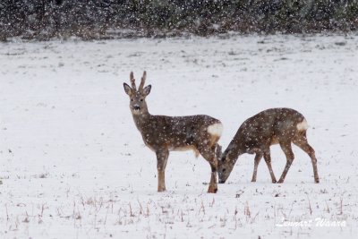 Rbock och hind