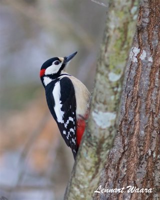 Strre hackspett / Great Spotted Woodpecker / Male