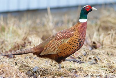 Fasan / Pheasant / male