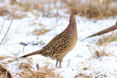 Fasan / Pheasant / female