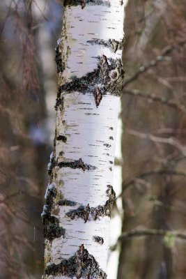 Björkstam / Birch