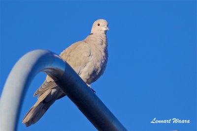 Turkduva / Eurasian Collared Dove