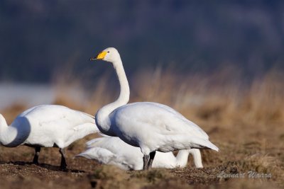 Sngsvan - Whooper Swan