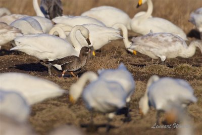 Fjllgs / Lesser White-fronted Goose