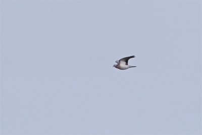 Skogsduva / Stock Dove
