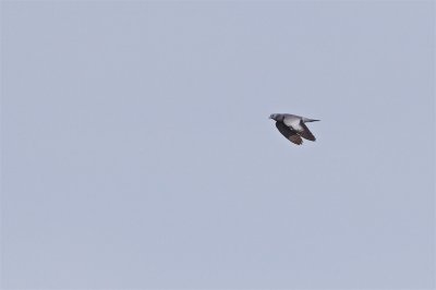 Skogsduva / Stock Dove
