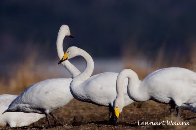 Sngsvan - Whooper Swan