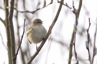 Gransngare / Chiff chaff