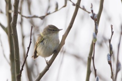 Gransngare / Chiff chaff