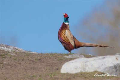 Fasantupp / Pheasant / Male