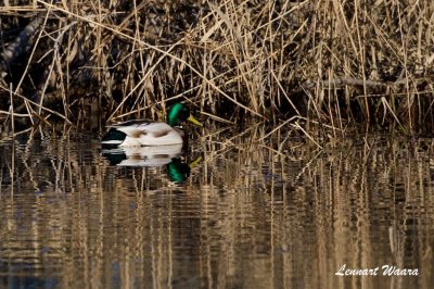 Grsand / Mallard / Male