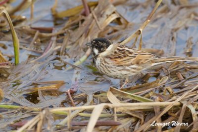 Svsparv / Common Reed Bunting