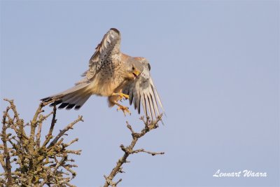 Tornfalk / Kestrel