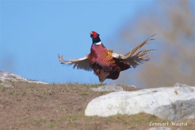 Fasan / Pheasant / male