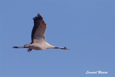 Trana / Common Crane