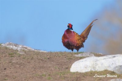 Fasan / Common Pheasant / Male