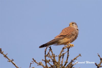 Tornfalk / Common Kestrel