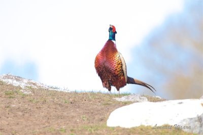 Fasan / Common Pheasant / Male