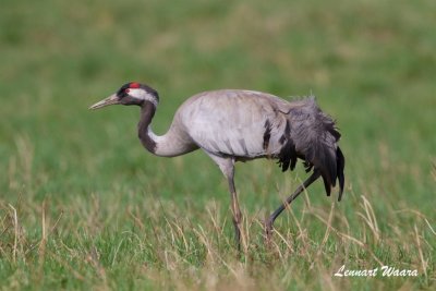 Trana / Common Crane